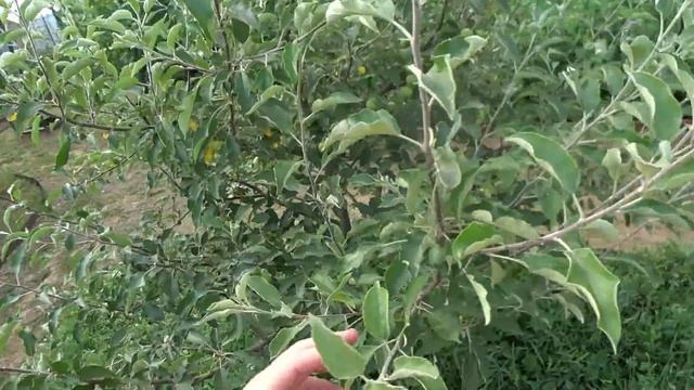 Обрезка молодой яблони летом. Какие побеги не обрезать.