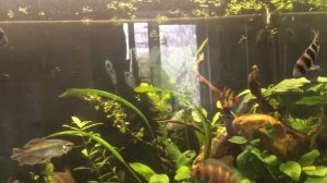 «Драка» фронтоз или как красная фронтоза с гурами разнимали рыбок