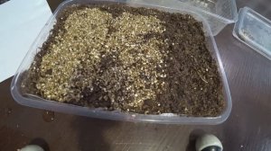 Посев корневого сельдерея