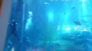 Аквариум в Дубае!Самый большой оквариум в мире!