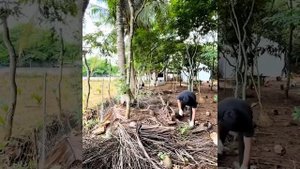 Episode 61 Renovating old houses. I have finally completed the foundation of the amusement park.