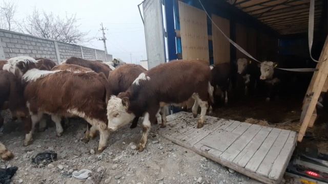 Новая партия Сементал и Грефорд  в городе Худжанд. ?