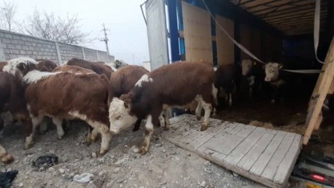 Новая партия Сементал и Грефорд в городе Худжанд. ?