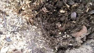 Размножаем ЖИМОЛОСТЬ методом прикапывания весной-100% эффект.