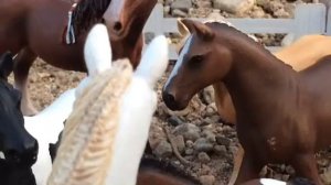 ДИКИЕ ЛОШАДИ 5 СЕРИЯ