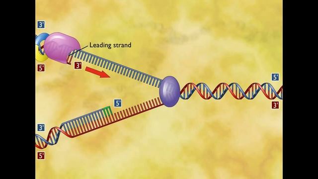 Репликация ДНК (ЛУЧШЕЕ ВИДЕО) смотреть онлайн