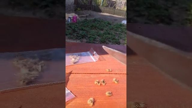 Садим Гибискус древовидный семенами смотреть онлайн