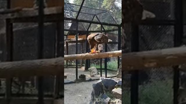 привет ребята! я ходила в зоопарк, посмотрите на них! такого вы негде не найдёте. смотреть онлайн