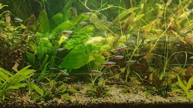 Выбор тумбы под аквариум смотреть онлайн