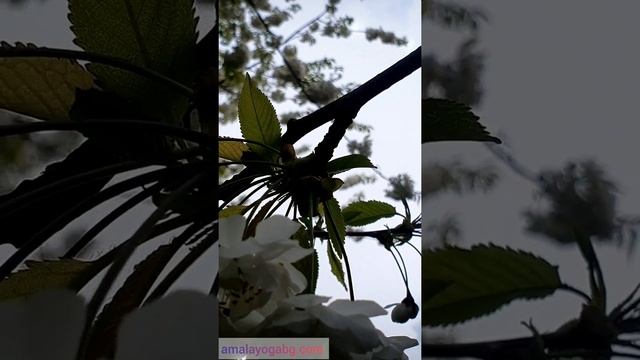 Хоопонопоно медитация ?Освобождаване от излишните килограми смотреть онлайн