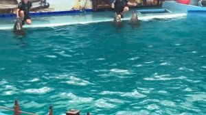 Разговор дельфинов