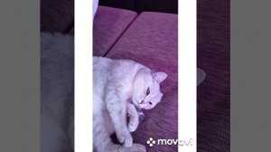 Мой кот заболел. Мочекаменная болезнь у котов. Лечим кота.