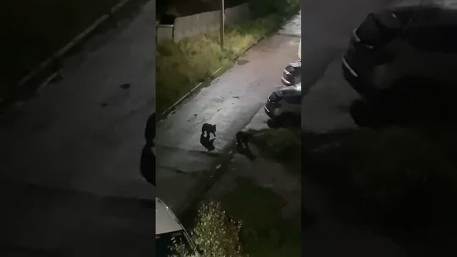 Два медвежонка забежали в село Михайловка под Уфой