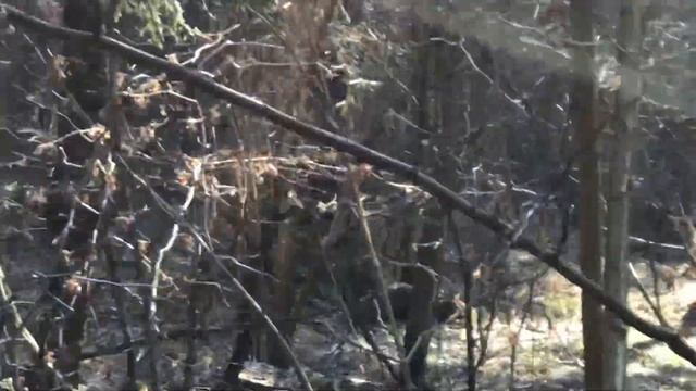 Годовалый медвежонок Том бегает по лесу и не знает, что сломать)) смотреть онлайн