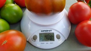 Лучший Биф Томат  F Александр Великий. Выбираем Семена на  2023 год .