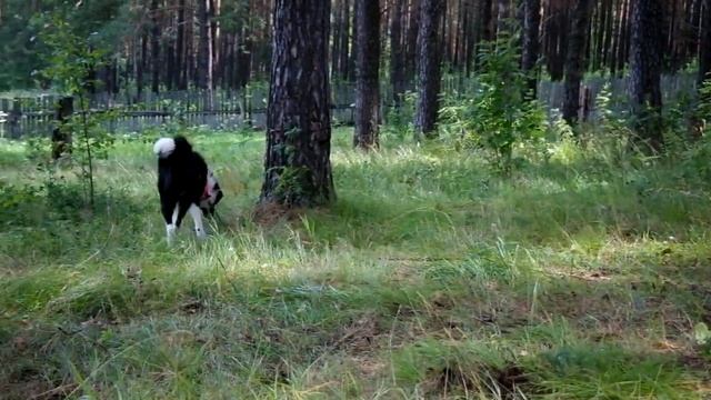 Русско Европейская Лайка кл Мазай смотреть онлайн