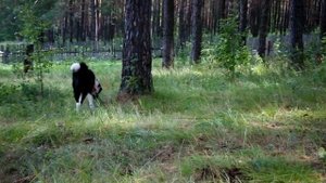 Русско Европейская Лайка кл Мазай