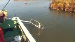 Рыбалка в Астрахани - ноябрь.