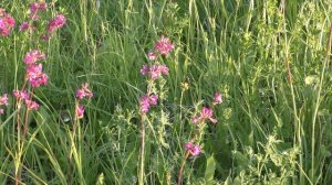 Тест видеокамеры Panasonic HC-VXF990