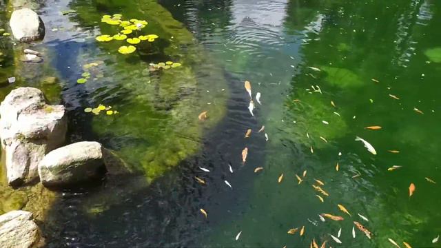 Зоопарк Киев Украина смотреть онлайн