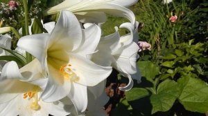 Лилия White Heaven (Уайт Хевен)