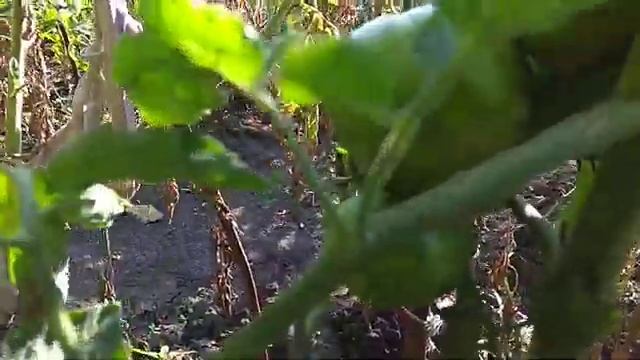 Томат Сибирский малахит смотреть онлайн