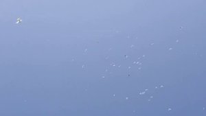 История широкохвостых Бакинских голубей с Гейдаром Бабаевым! The story of wide-tailed Baku pigeons!