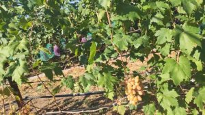 Что такое прищипка побегов, а что такое чеканка побегов? Когда делать прищипку, а когда чеканку.