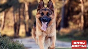 Русская Гончая против Немецкой Овчарки. Кто же победит?