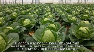 Посадка капусты в открытый грунт рассадой по лунному календарю