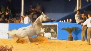 Арабские Лошади пустыни - Arabian Horses in desert! Арабские Скакуны - Аравийские Лошади