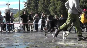 Выставка среднеазиатских овчарок "Осенняя Легенда - 2015"