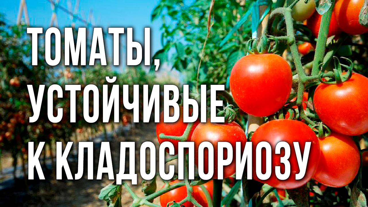 Обзор устойчивых гибридов и сортов томатов к кладоспориозу. Кладоспориоз (бурая пятнистость) томатов