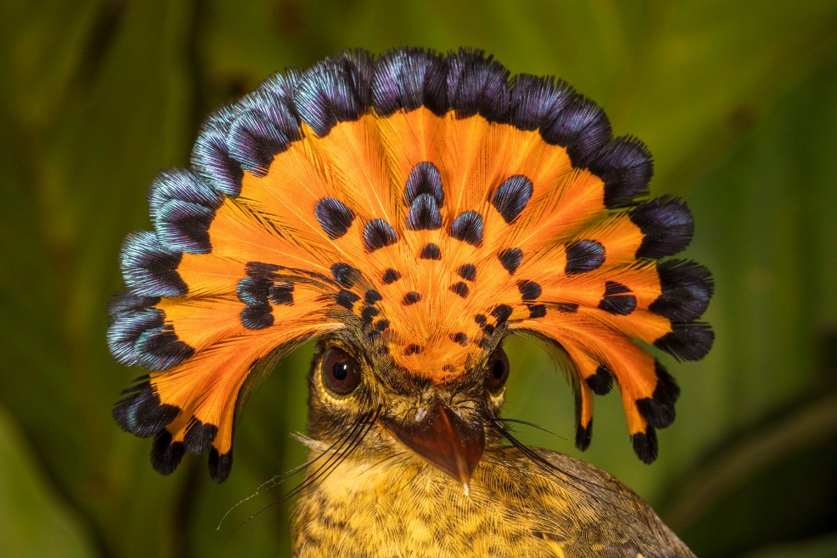 Птица амазонский венценосный мухоед гнездо