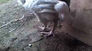 Курица без головы