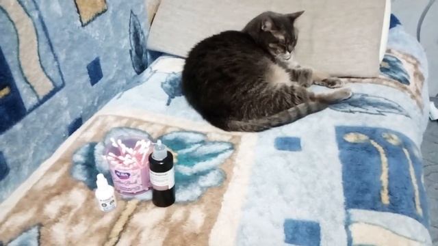 Как почистить ушки кошке в домашних условиях, часть 1 смотреть онлайн