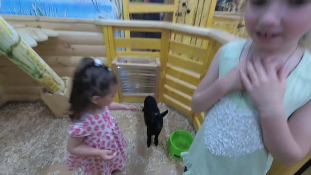 Контактный Зоопарк. Дети в зоопарке гладят животных. Видео для детей. Zoo animals смотреть онлайн