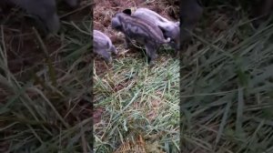 Роды Венгерской Мангалицы на природе.