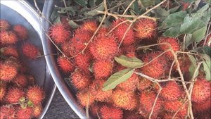 Экзотические Вьетнамские фрукты по 20000 донгов с названиями 🍒🍓🍑🍎🍋🍇 🍉