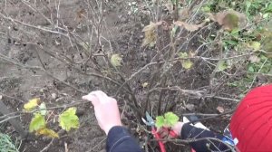 Как подготовить смородину к зиме: обрезка, подкормка, обработка