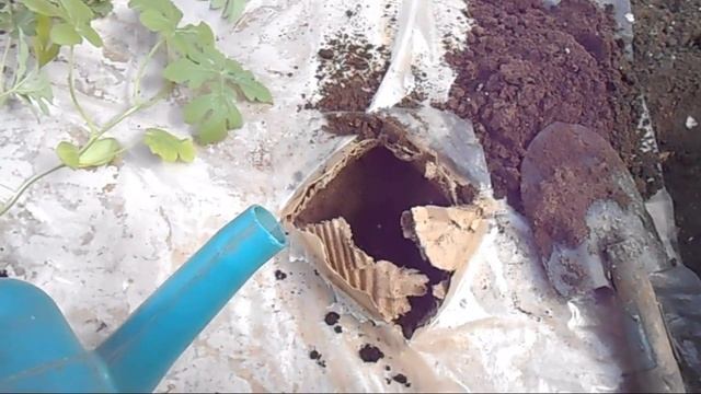 КАК ПОСАДИТЬ АРБУЗЫ, ЧТОБЫ НЕ ПОЛИВАТЬ смотреть онлайн