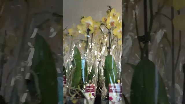 Видеообзор эксклюзивых растений смотреть онлайн