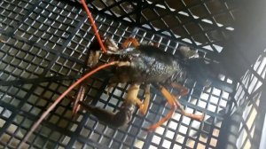 Сколько живут раки без воды ??? Отправка раков новой почтой... Жизнь У Пруда