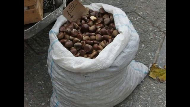 Каштан съедобный благородный, посевной Кобулети Цабли წაბლი ქობულეთი Аджария Грузия смотреть онлайн