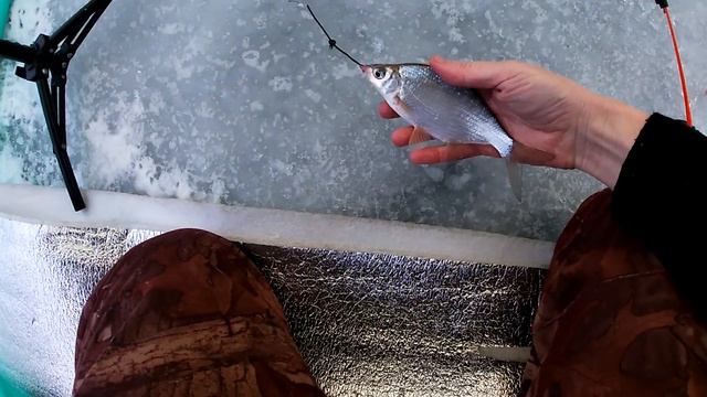 Рыбалка зимой в палатке на Водохранилище! Ловля леща на коромысло! Январь 2024!