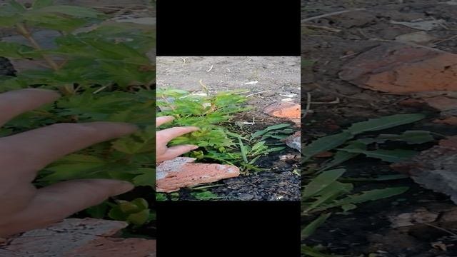 Декоративная калина