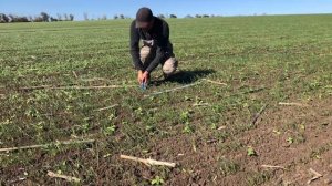 Моноаммонийфосфат опыт на озимой пшенице. Питание протравки