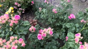 Прогулка по моему розарию