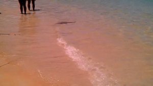 Варан на пляже в Тайланде