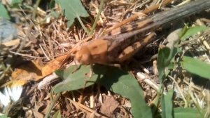 КУЗНЕЧИК: упал с ветки, ест траву - как человек, смешно вышло